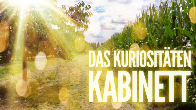 Channeling – DAS KURIOSITÄTEN KABINETT